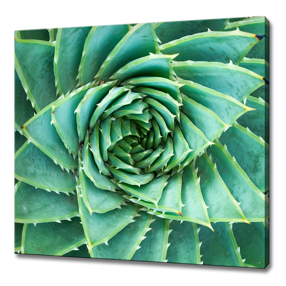 Green Succulent Spiral Rosette Fibonacci Close Up Botanical Art Poster