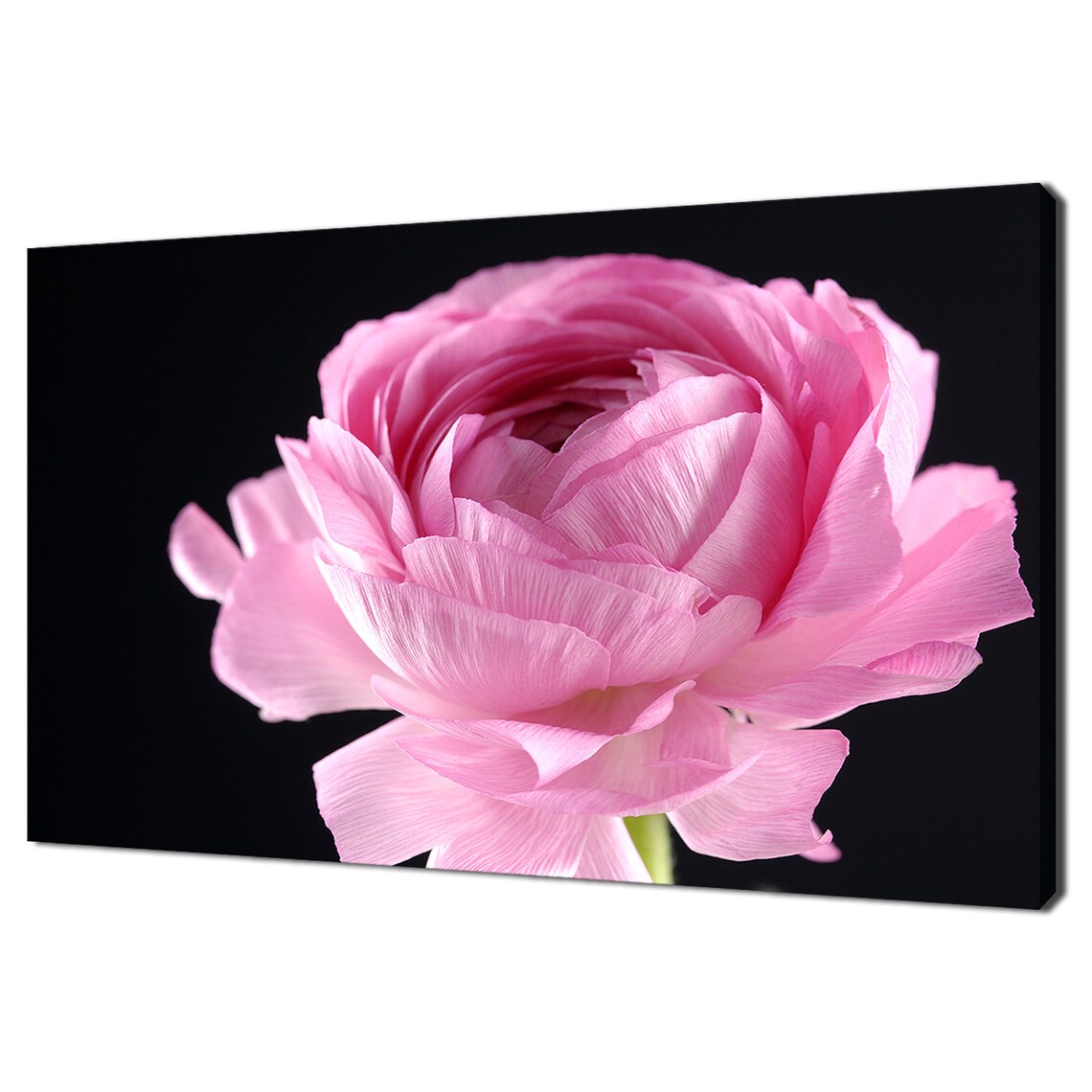 Pink Flower Close Up Black Background Dramatic Floral Photo Poster