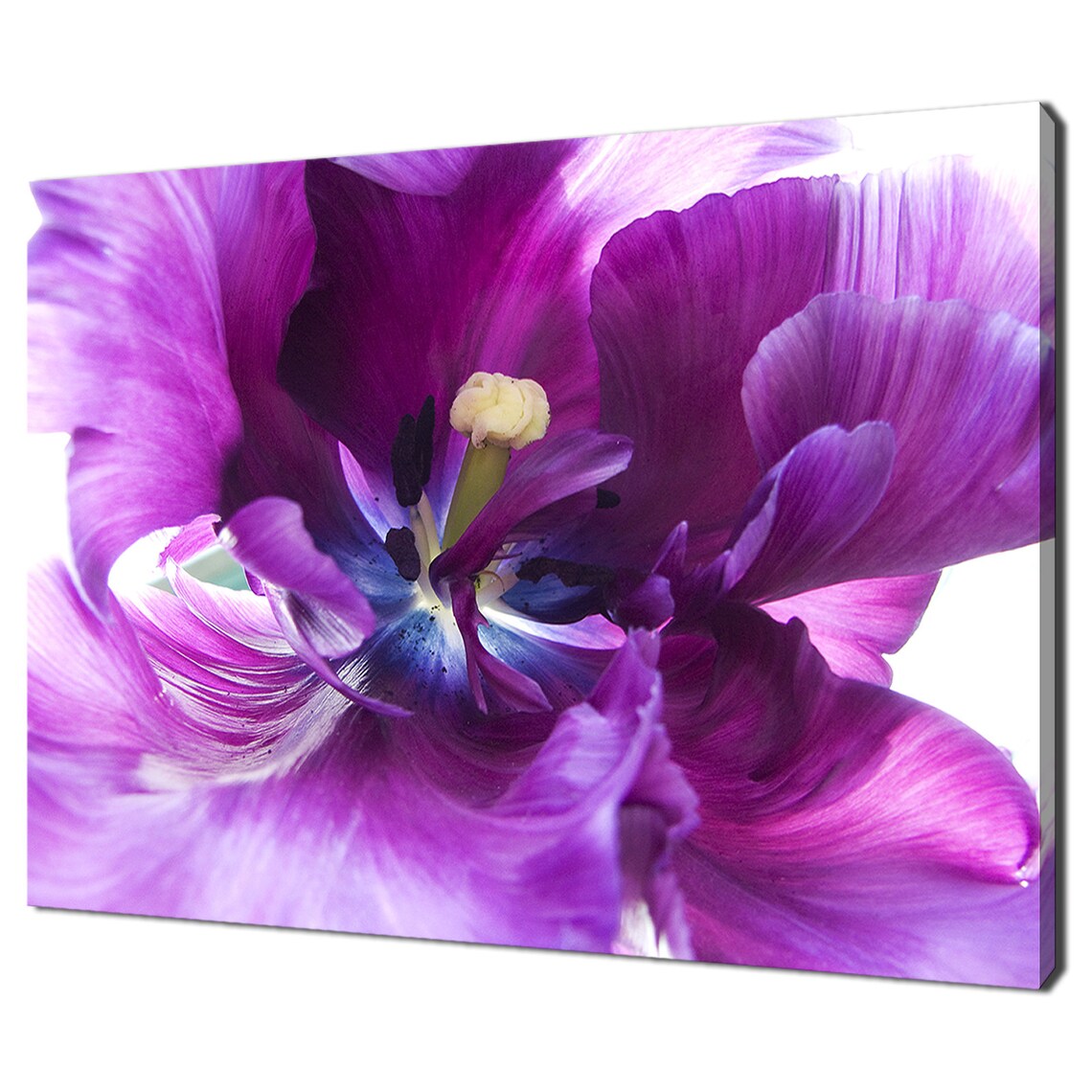 Purple Tulip Flower Extreme Close Up Macro Petals Vivid Floral Poster