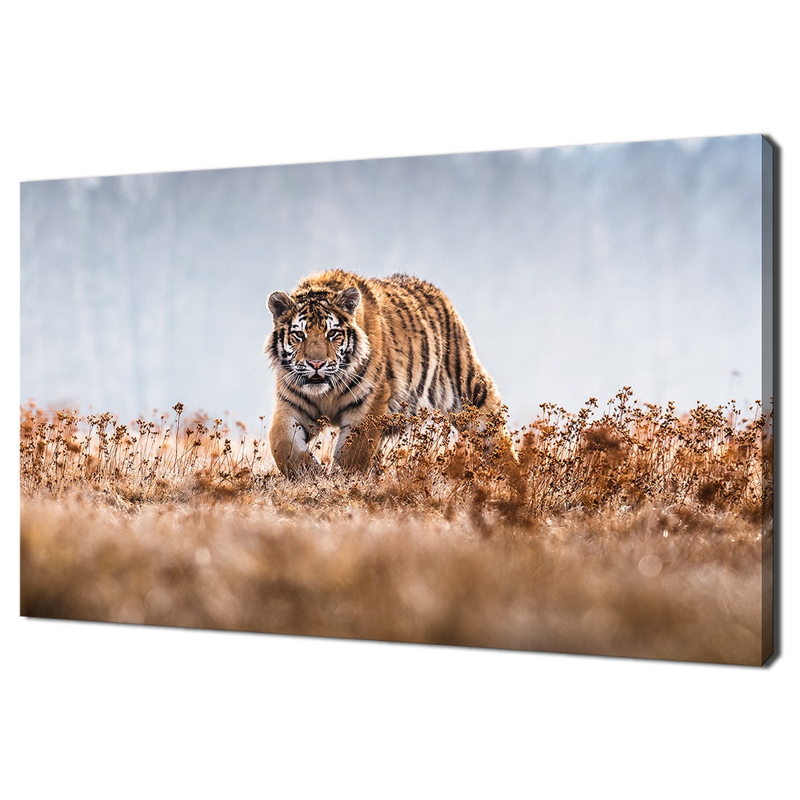 Siberian Tiger Walking Through A Golden Field At Misty Dawn Print