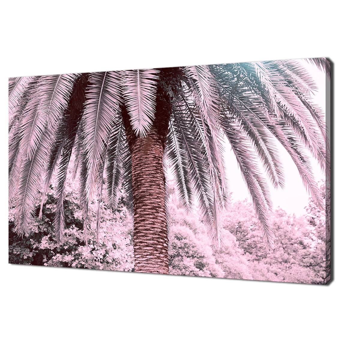 Blush Pink Palm Tree Fronds Sunlight Modern Botanical Photo Wall Art