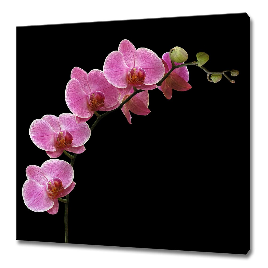 Pink Orchid Stem, Modern Floral Wall Art Print