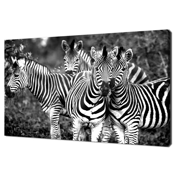Family Of Wild Zebras Black And White Safari Photography Art Poster
