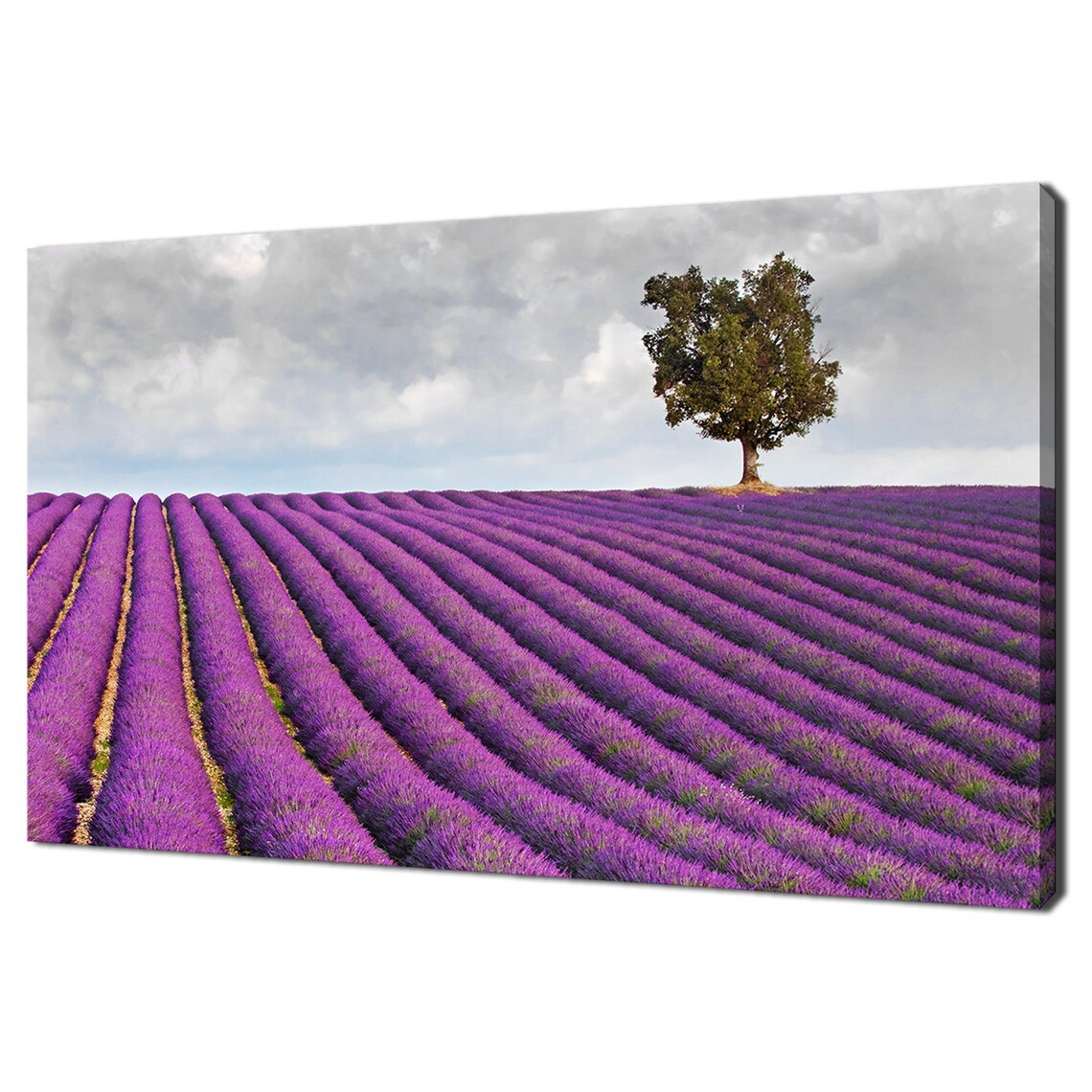 Purple Lavender Field Rows With Lone Tree Provence Landscape Poster