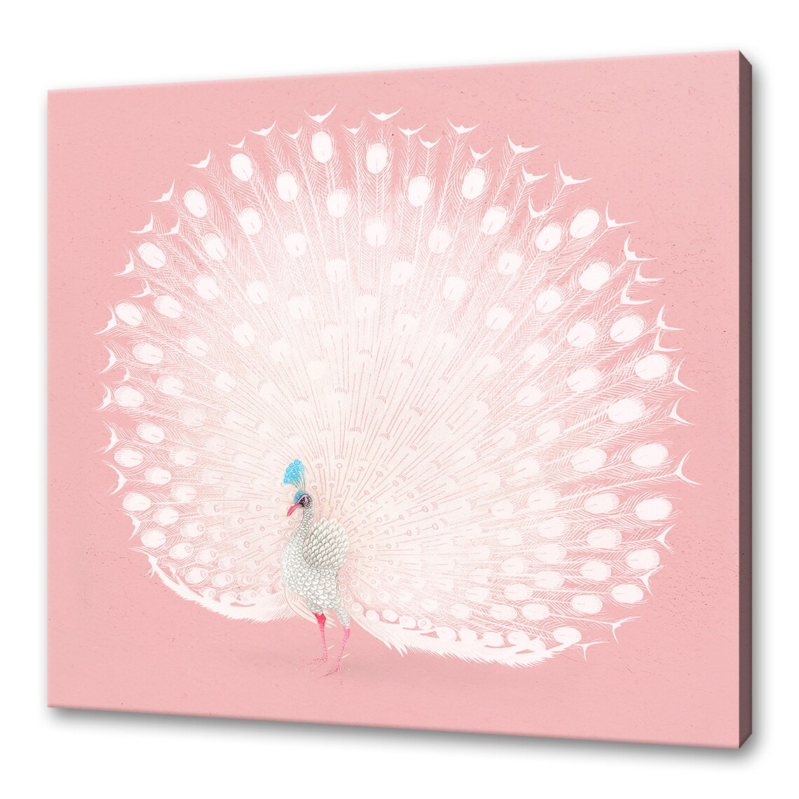 Vintage White Peacock, Pink Modern Design Art Print