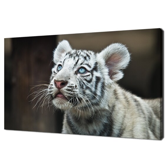 White Bengal Tiger Cub Blue Eyes Close Up Wild Animal Poster