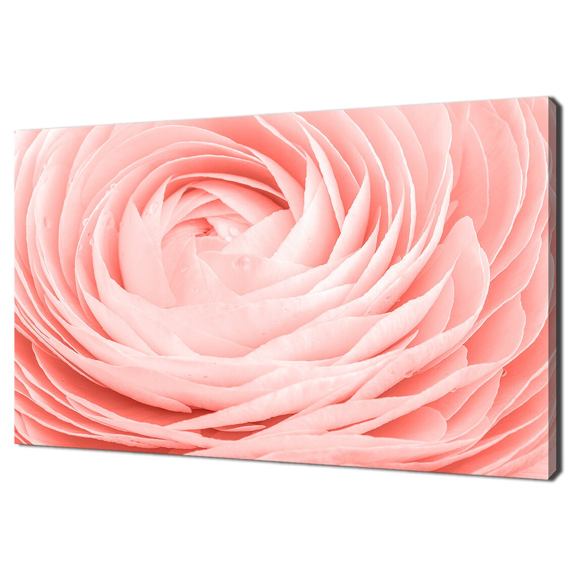 Beautiful Pink Coral Peony Flower Modern Design Print Wall Art Picture