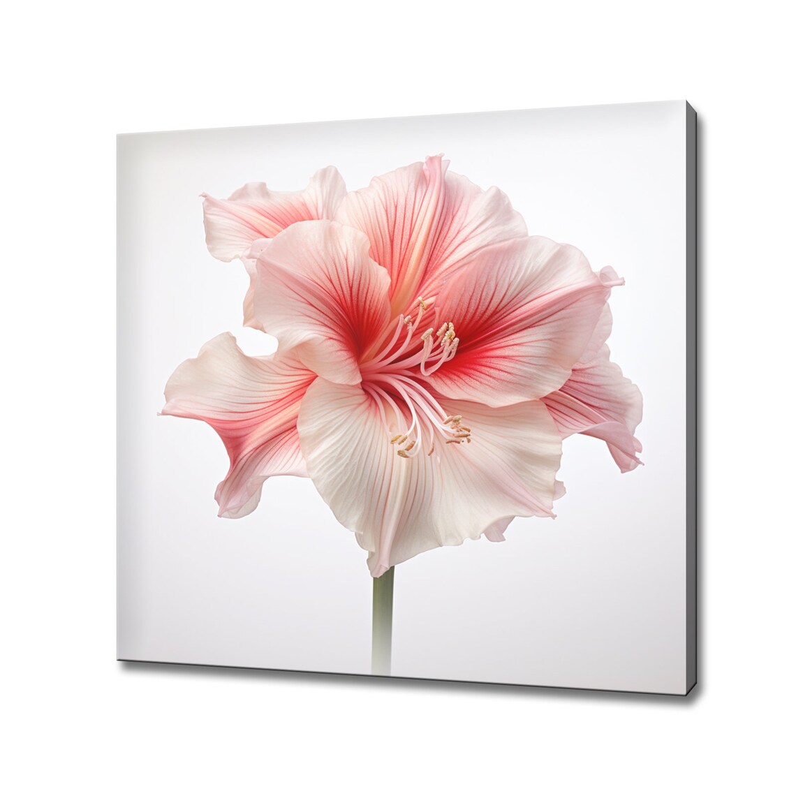 White Pink Amaryllis Bloom Minimalist Macro Floral Wall Art Poster
