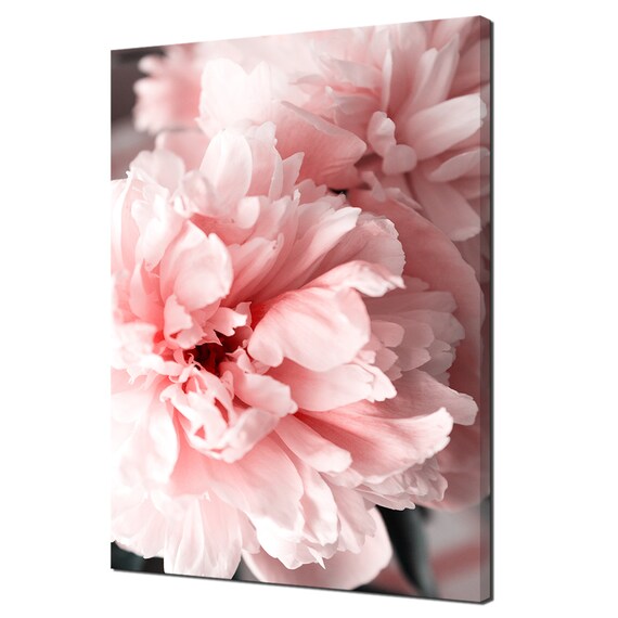 Beautiful Pink Coral Peony Flowers Close Up Modern Design Decor Print Wall Art Picture