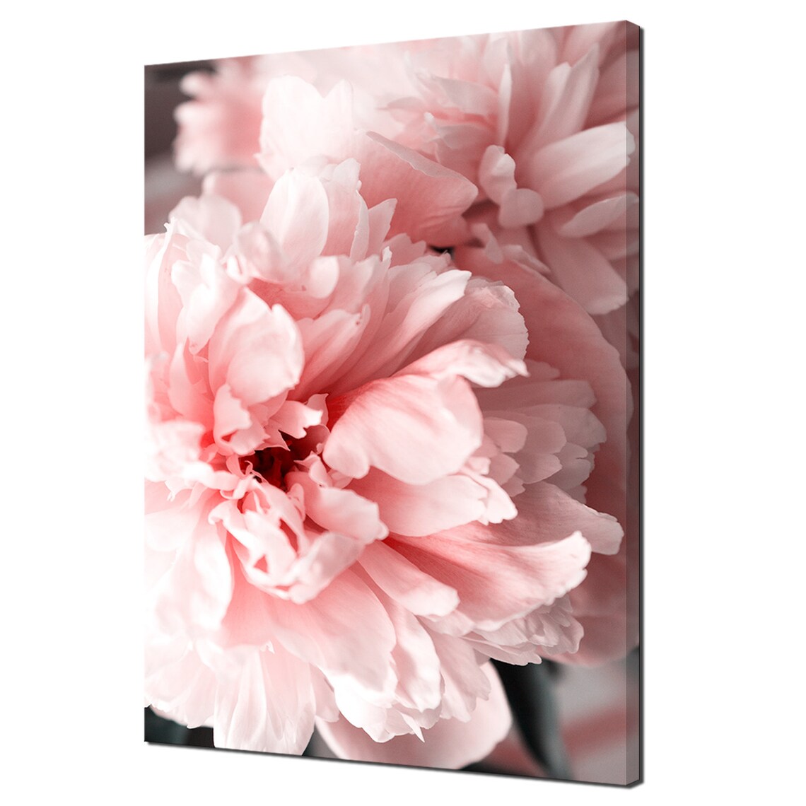 Beautiful Pink Coral Peony Flowers Close Up Modern Design Decor Print Wall Art Picture