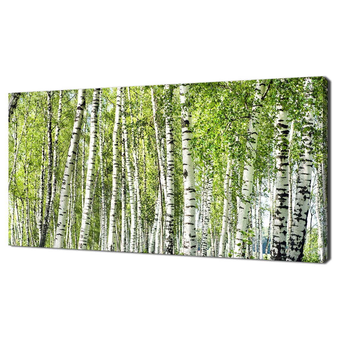 Birch Forest Grove, Modern Landscape Art Print