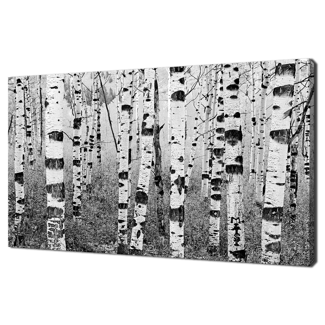 Birch Trees Forest - Modern Design Art Print