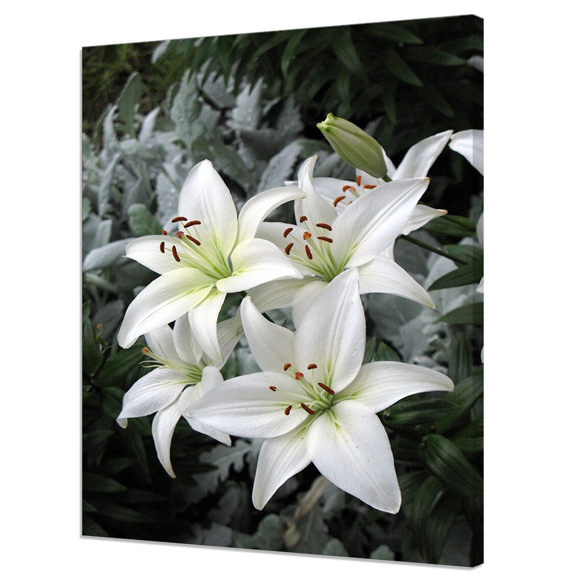 White Lily Flowers, Modern Floral Art Print
