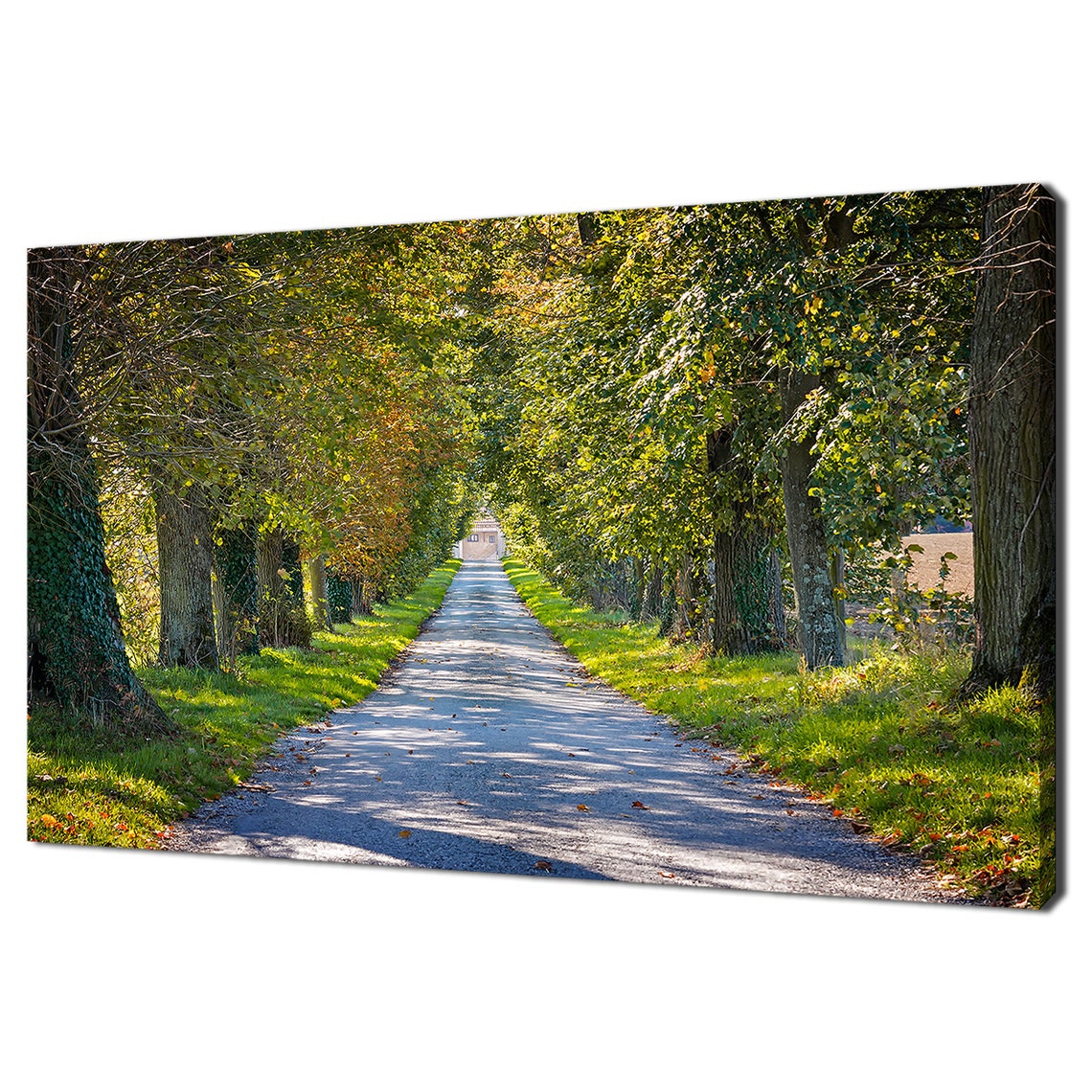 Sunlit Country Road Lined With Tall Green Trees Rural Landscape Poster