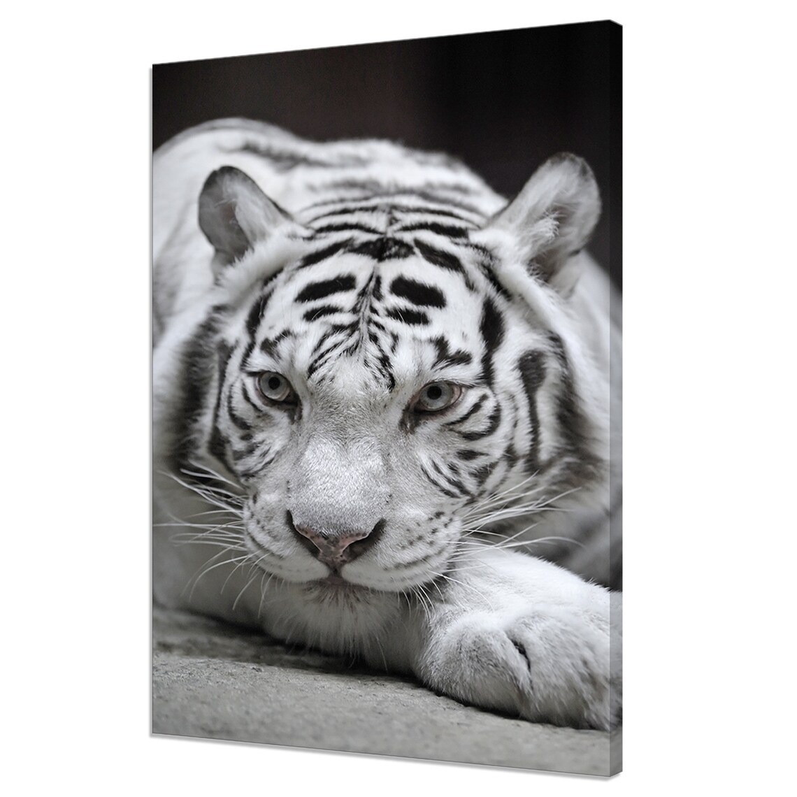 White Tiger Resting Portrait Close Up Pale Eyes Big Cat Photo Poster
