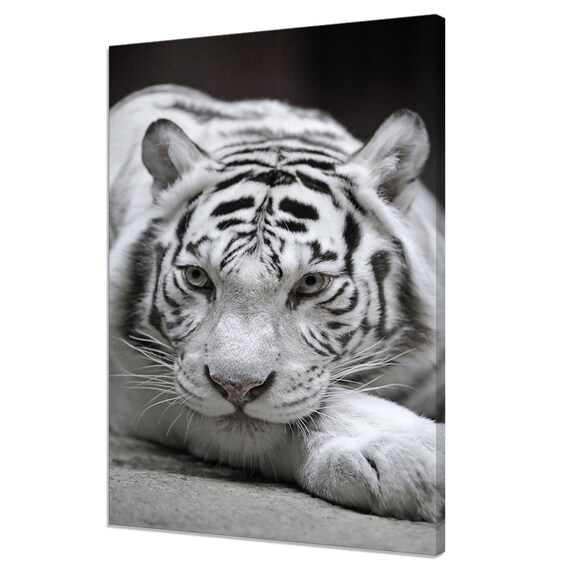 White Tiger Resting Portrait Close Up Pale Eyes Big Cat Photo Poster