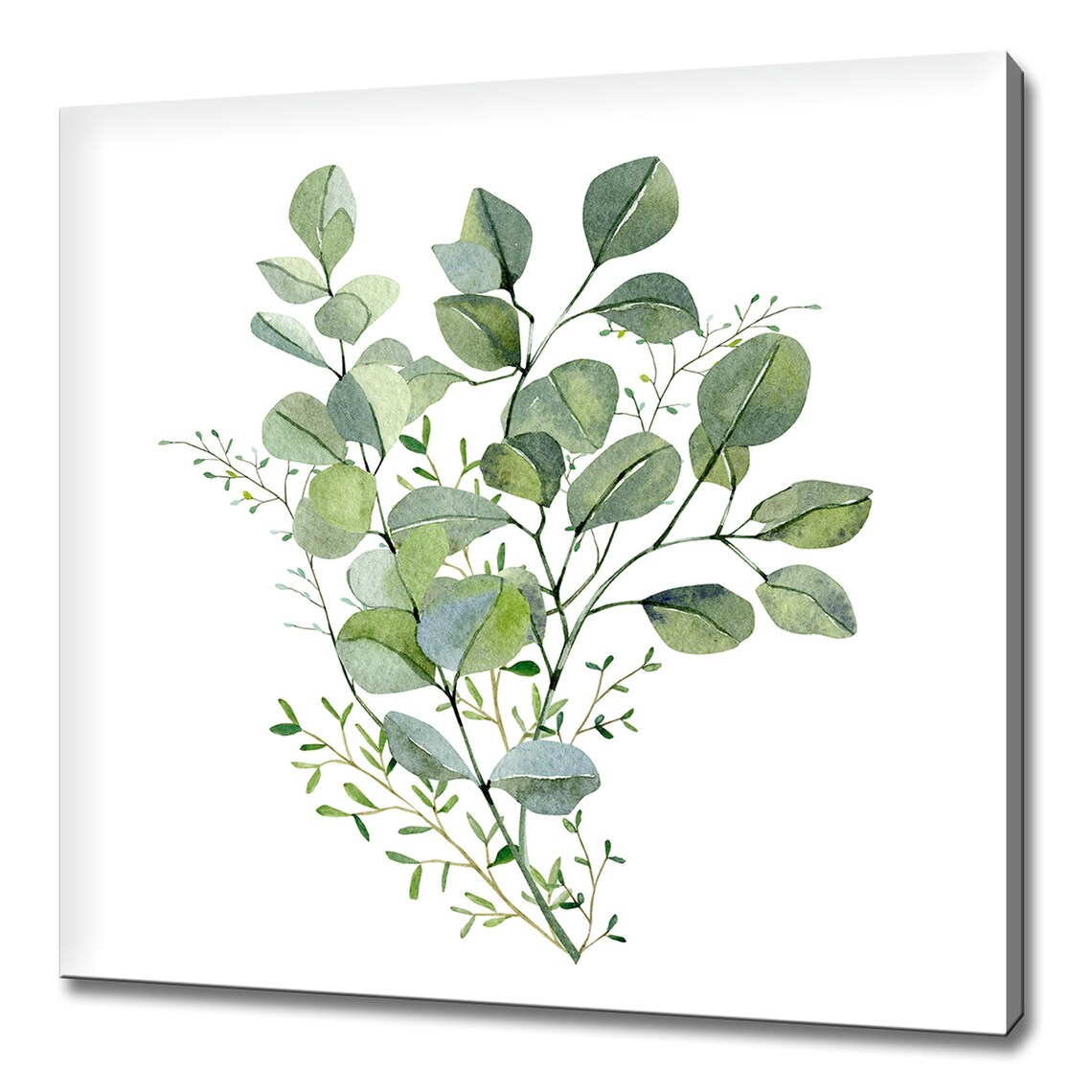 Silver Dollar Eucalyptus Plant Leaves Art Print