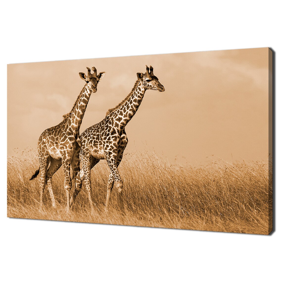 Two Giraffes Walking In Savanna Grassland Warm Sepia Wildlife Poster
