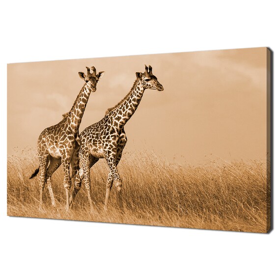 Two Giraffes Walking In Savanna Grassland Warm Sepia Wildlife Poster