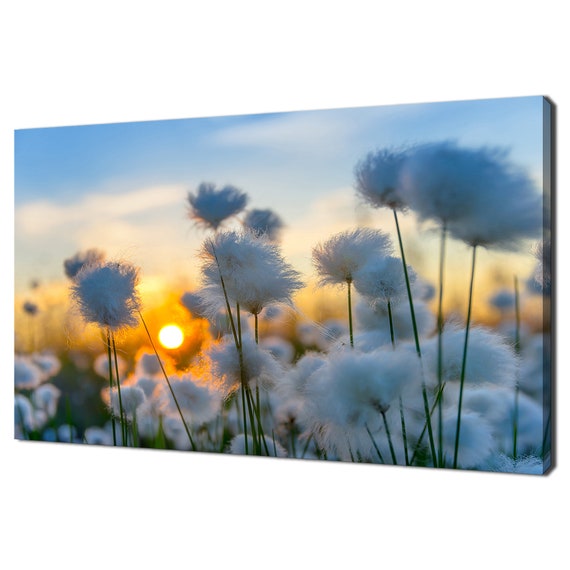Beautiful Sunset Over Cotton Grass Field Modern Design Home Decor Print Wall Art Picture