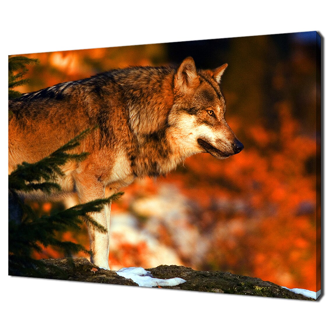 European Wolf In A Forest Modern Design Art Print