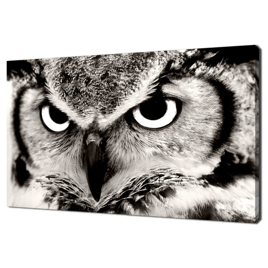 Great Horned Owl Bird Close Up Black White Intense Stare Poster