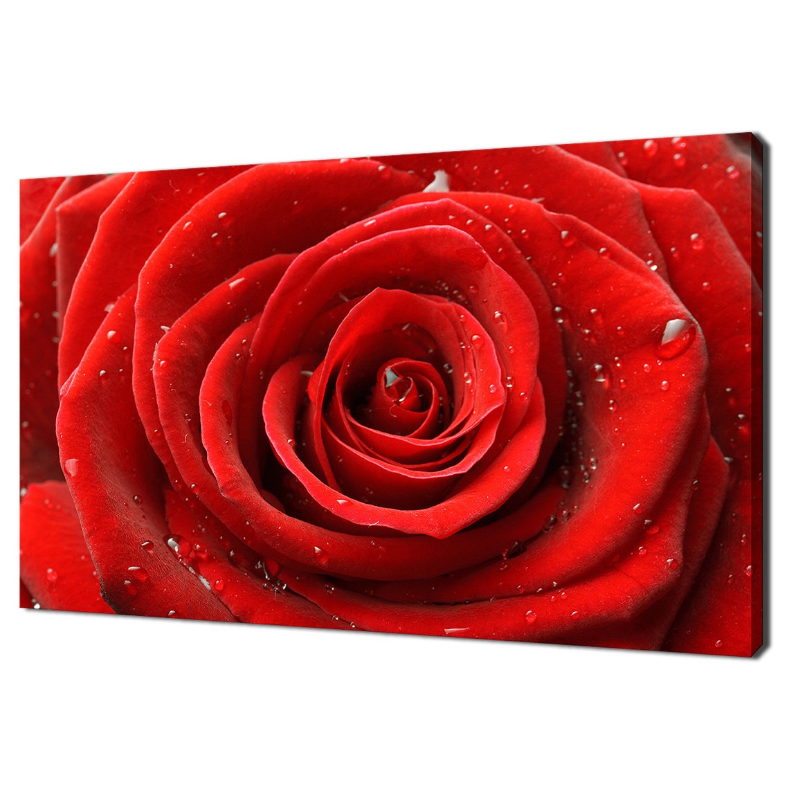Red Rose Bloom Spiral Close Up With Water Drops Romantic Floral Poster