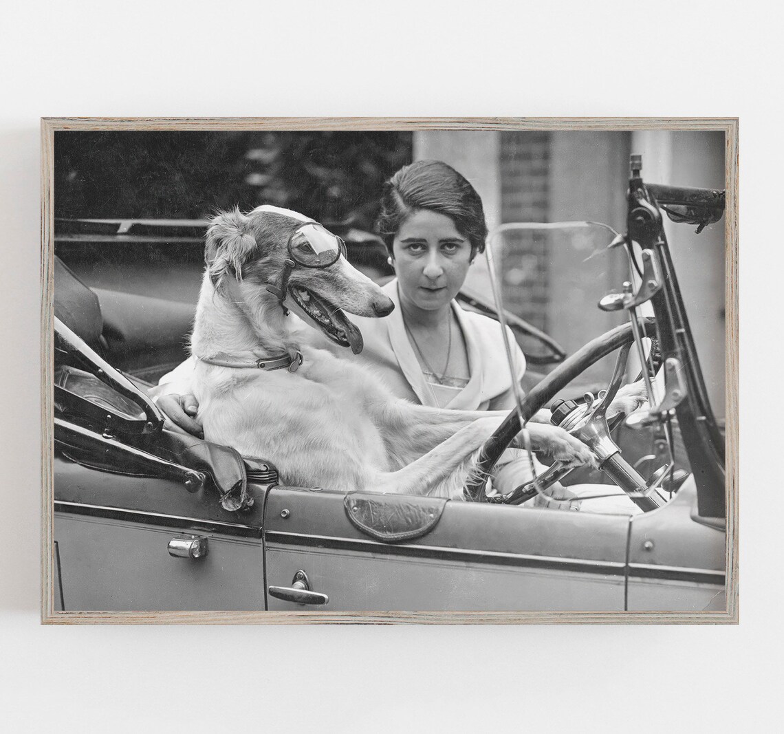 Funny Dog Driving Car, Vintage Black and White Art Print