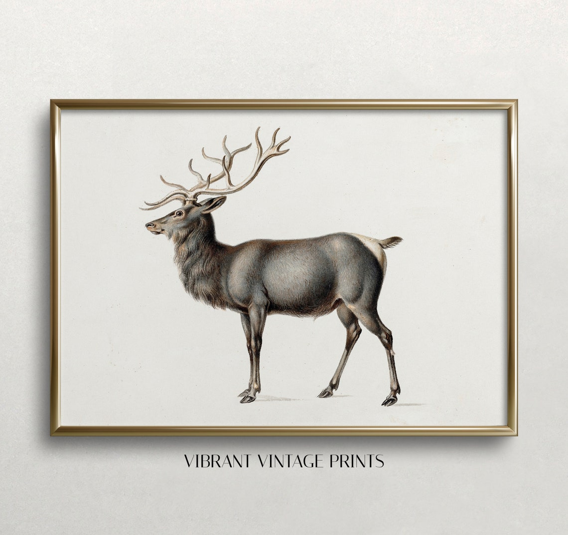 Stag With Large Antlers Antique Natural History Engraving Print