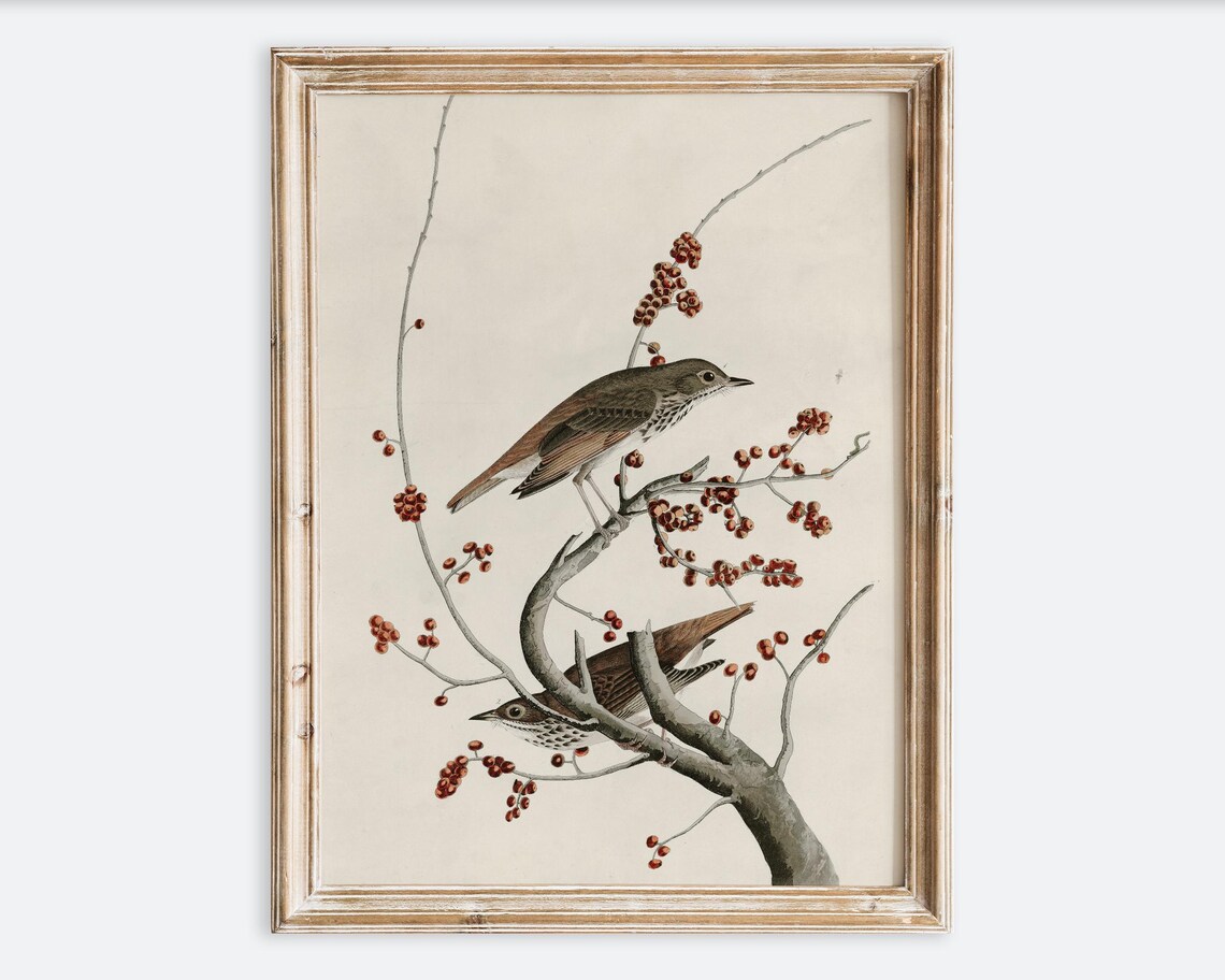 Vintage Hermit Thrush Bird Illustration Art Print