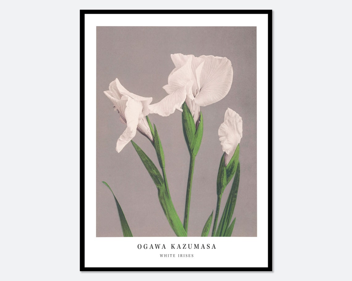 Ogawa Kazumasa White Irises Vintage Japanese Botanical Flower Poster