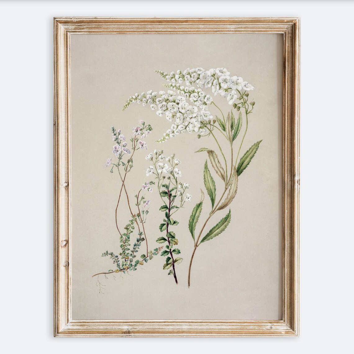 Vintage Botanical Flower Foliage Drawing, Rustic Floral Print