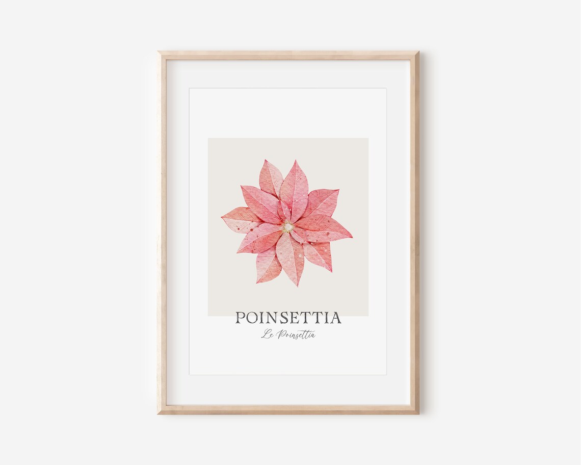 Watercolor Pink Poinsettia Botanical Print Christmas Flower Wall Art - Image 4