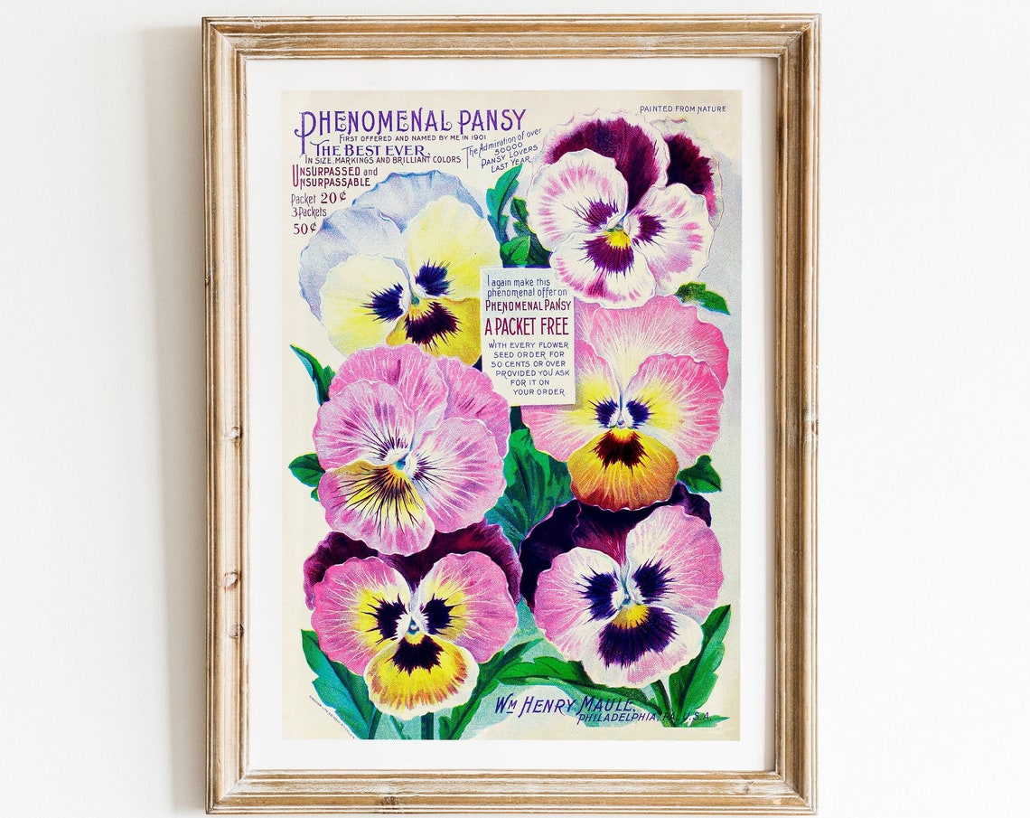 Phenomenal Pansy Vintage Seed Packet Advertisement Botanical Poster
