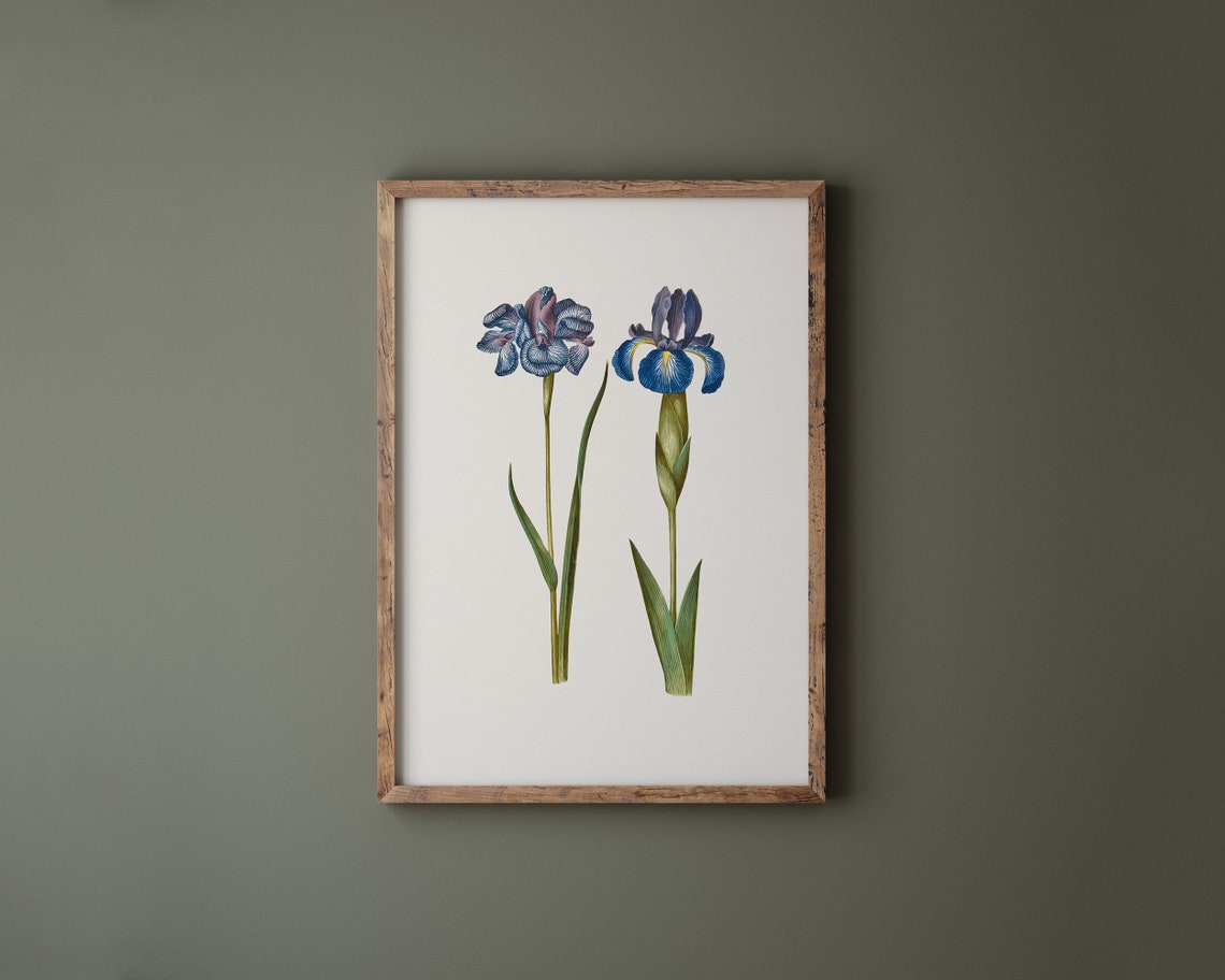 Blue Siberian and English Iris Botanical Vintage Flower Poster - Image 3