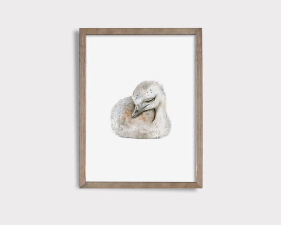 Sleeping Emu Print Emu Wall Art Australian Nursery Art Aussie Nursery Decor Cute Sleeping Animal Print Australian Animal Print