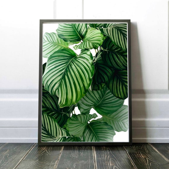 Calathea Orbifolia Art Botanical Print Complex Form Leaf Wall Plant Artwork Gallery Addition