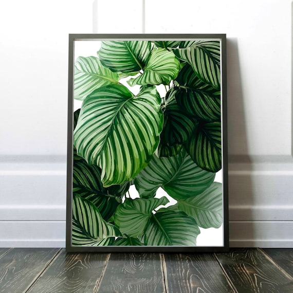 Calathea Orbifolia Striped Tropical Leaves Botanical Wall Art