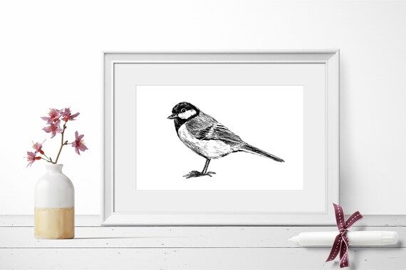 Chickadee Songbird Perched Front View Black White Sketch Poster
