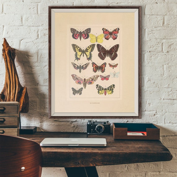Vintage Specimens Butterflies Antique Illustration 19th Century Specimens Butterflies Wall Art
