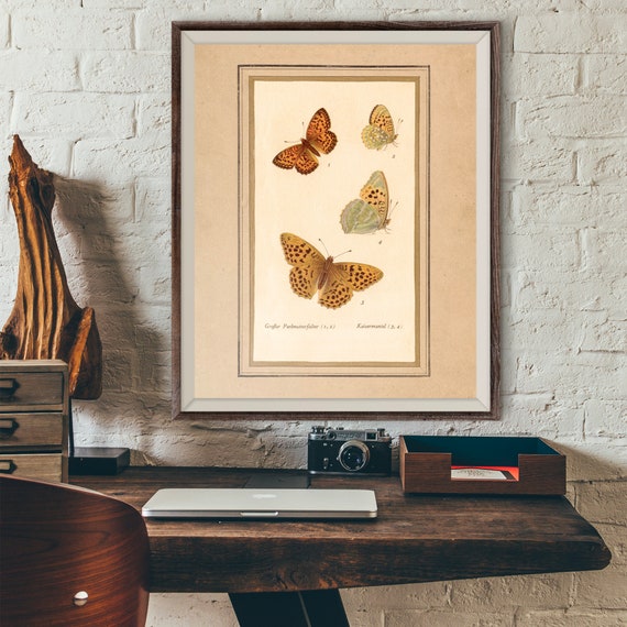 Vintage Butterfly Antique Illustration 19th Century Butterfly Art Wall Art