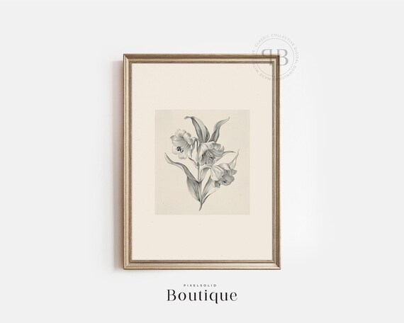 Lily Flower Illustration Wall Art Floral Botanical Print In Vintage Style No623