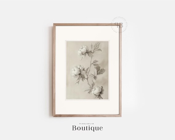 Botanical Cotton Plant Illustration Black And White Floral Wall Art Print For Farmhouse Decor Vintage Style No664