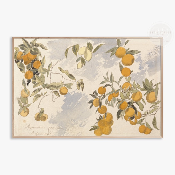 Vintage Citrus Watercolor Orange Blossoms Antique Botanical Style Poster