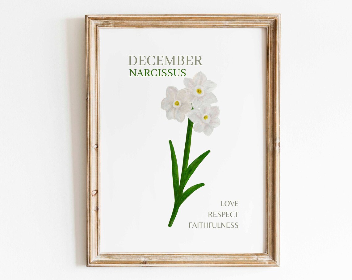 December Narcissus Watercolor Art Print, Minimalist Floral