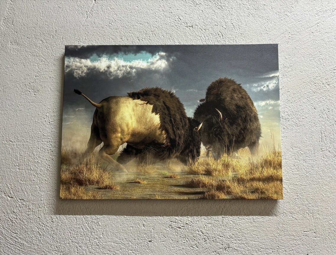 Buffalo Bison Battle Art Print, Wild Nature