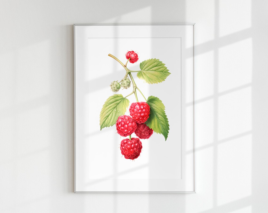 Raspberry Branch Botanical Fruits Art Print