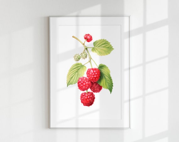Raspberry Branch Botanical Fruits Art Print