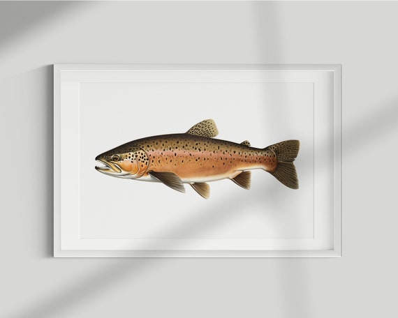 Trout Vintage Illustration Fish Poster Print