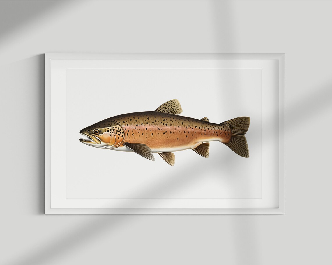 Trout Vintage Illustration Fish Poster Print